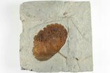 Fossil Leaf (Zizyphoides) - Montana #201328-1